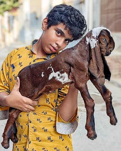 Puor Nagra Beetal Bareedar Male kid