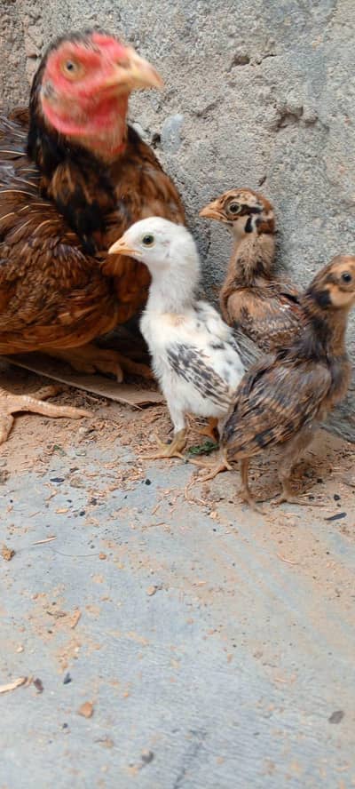 aseel hens and aseel chicks