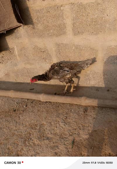 aseel hen