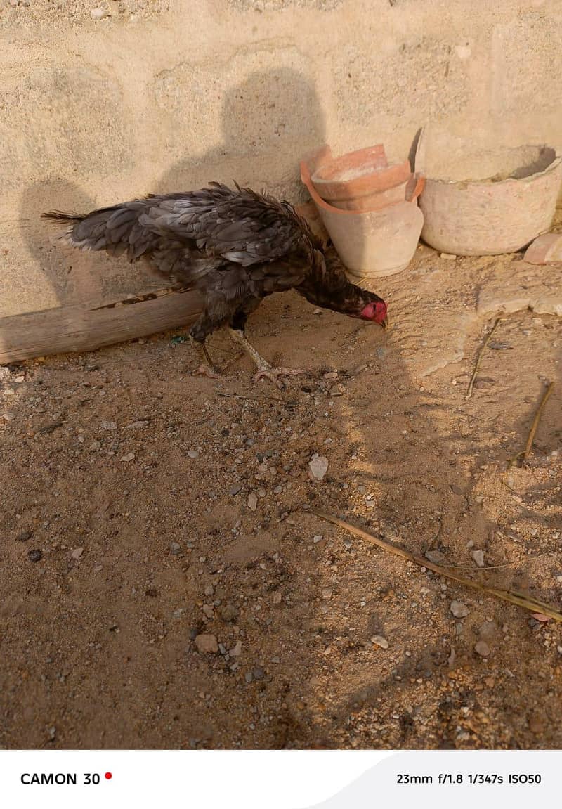aseel hen 2