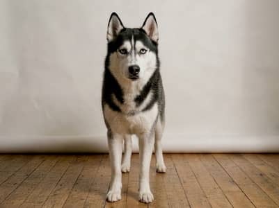Classic Black & White Siberian Husky – Striking Ice Blue Eyes