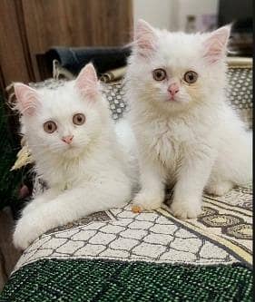 Pair for Sale