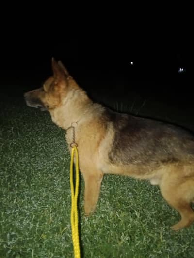 German shepherd