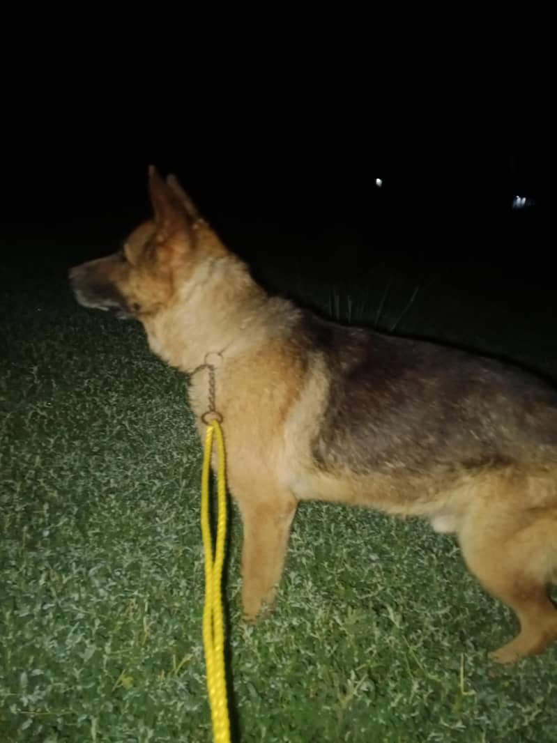 German shepherd 0