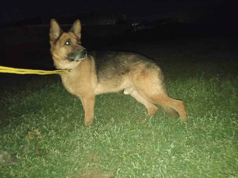 German shepherd 1