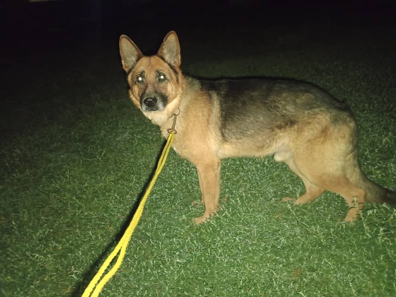 German shepherd 2