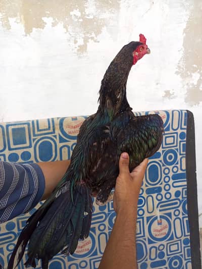 Aseel Murga For Sale.