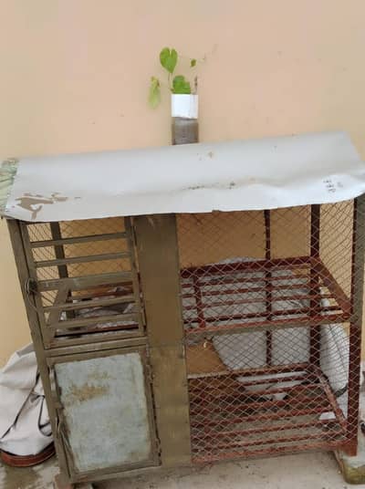 Hean for sale location Alipur islmbd