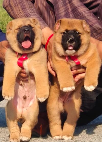 kangal pair for sale