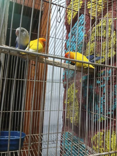cage available