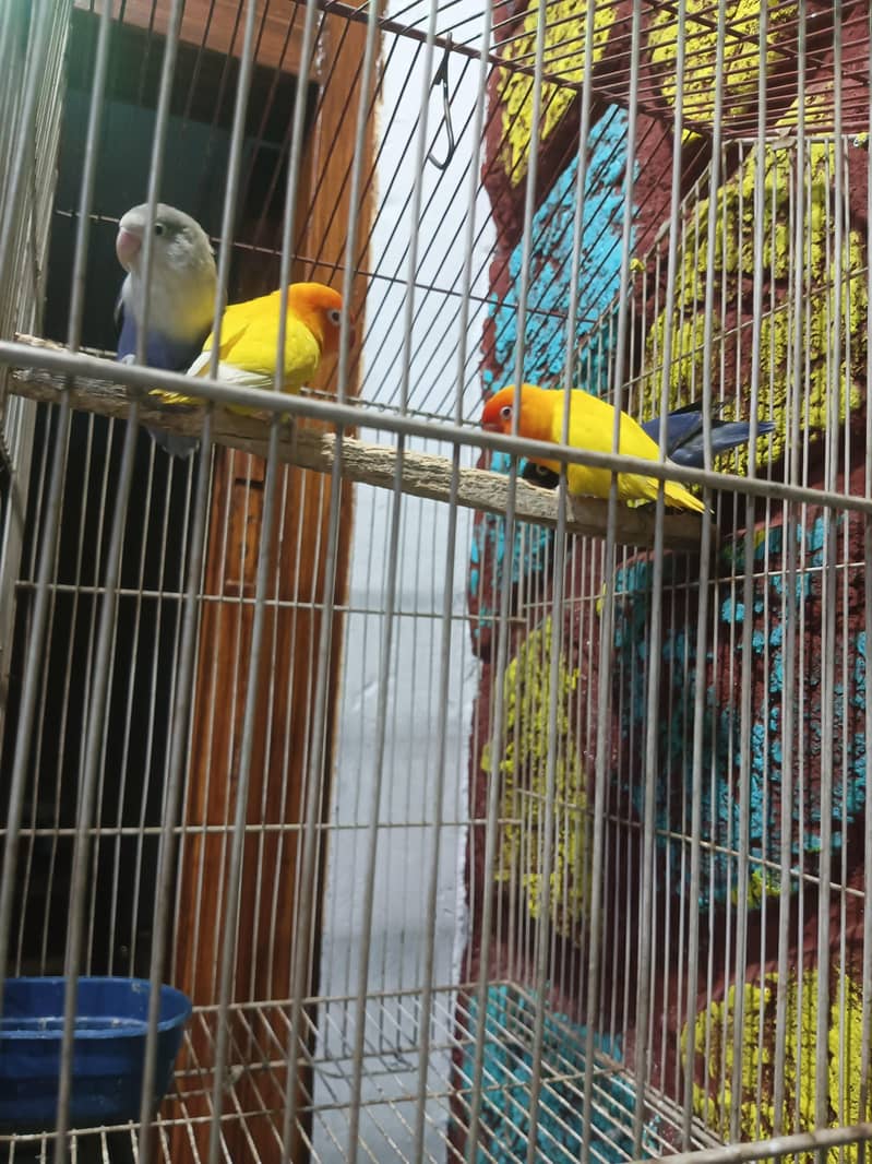 cage available 0