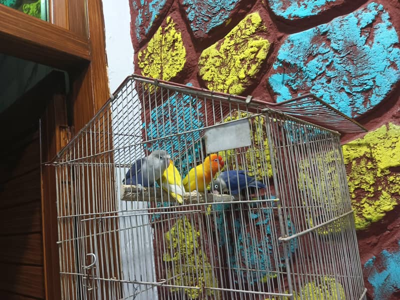 cage available 1