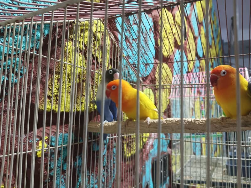 cage available 2