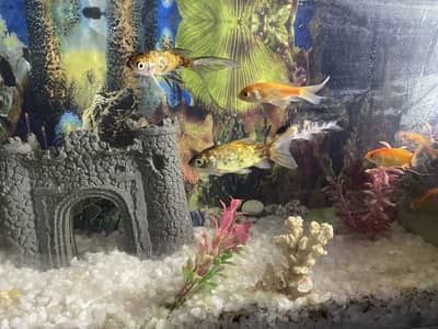 Aquarium Fish and Cabinets