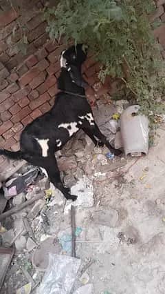 desi bkray