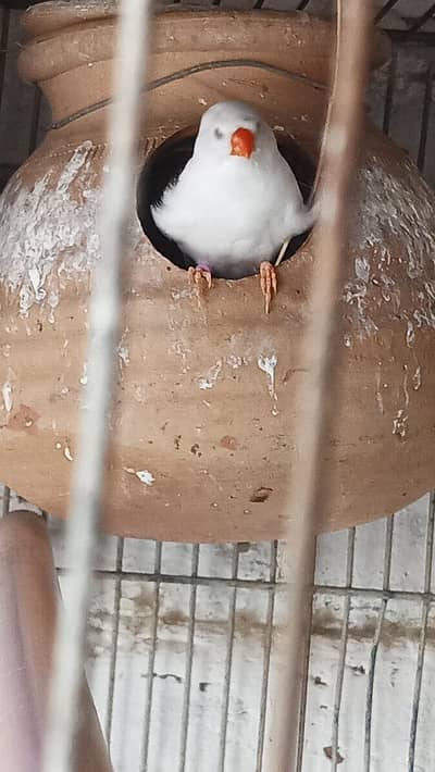 snow white finches breeder pairs sab ik sath deny hai per pair 2500