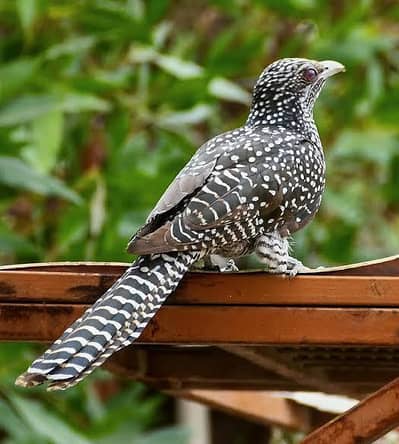 Asian Koel female