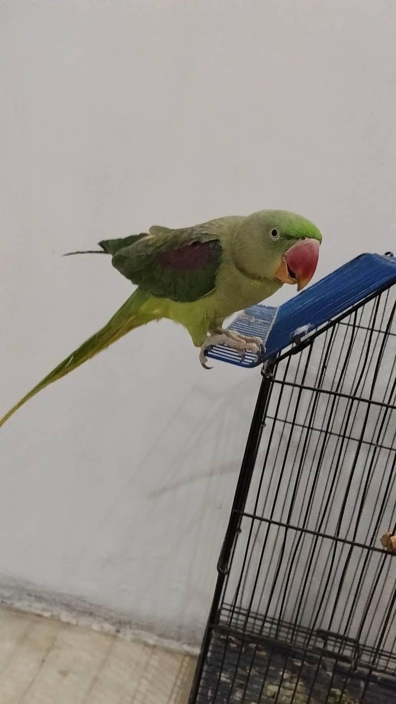 mitthu 0