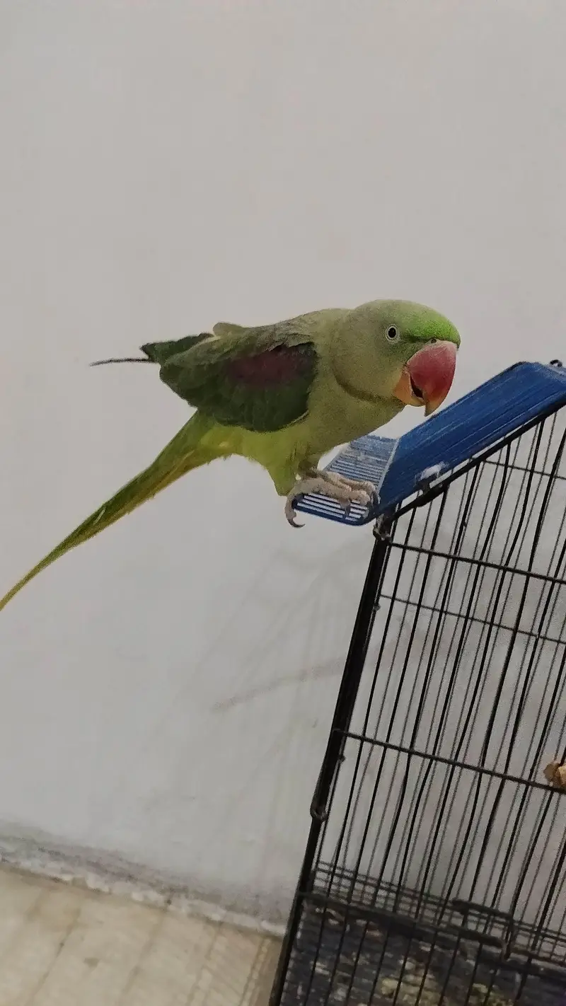mitthu