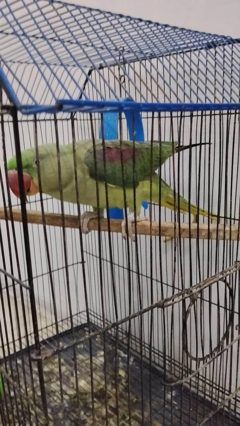 mitthu 3