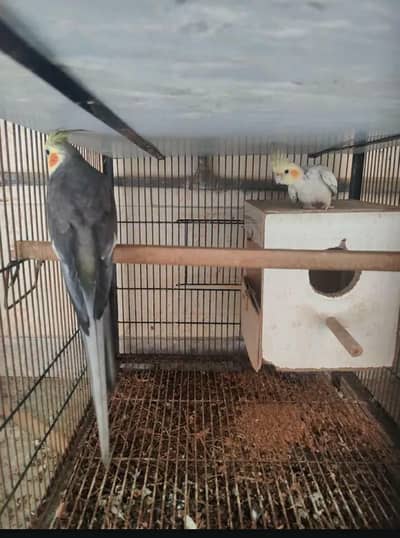 cocktail breeder pair