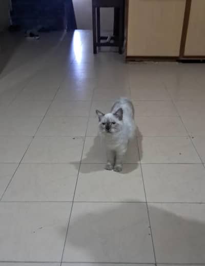 Persion cats for adoption