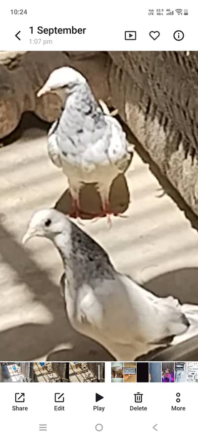 1:Beautiful Pair of Healthy White & Grey Pigeons for Sale   Healthy Hi