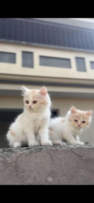 Pure persian pair