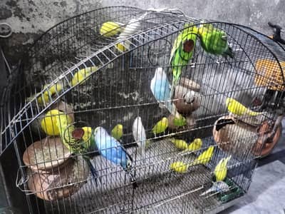 Australian Birds