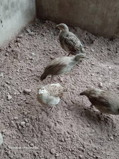 sindi white 04 chicks