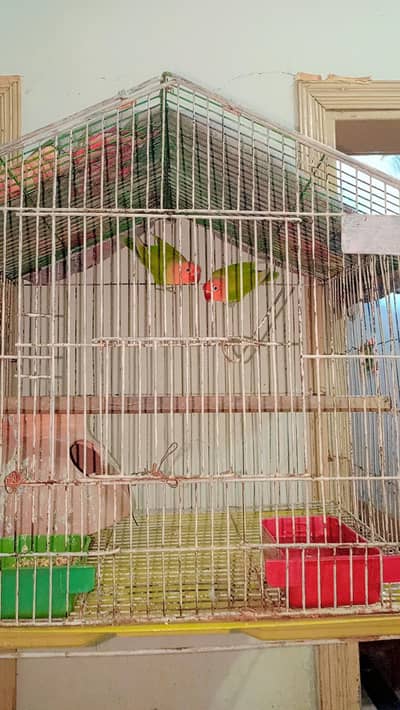 cage with parrot