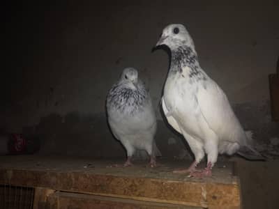 Sialkoti chowa moti wala