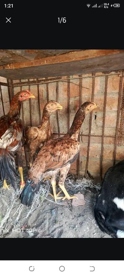 pure long beautiful colour high quality 03024453110 urgent sale
