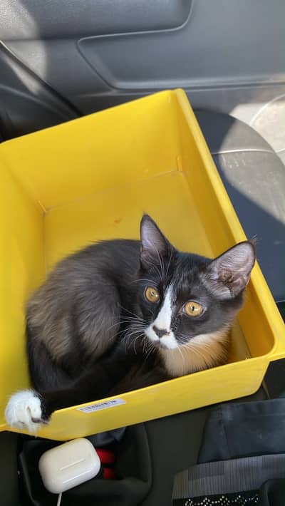 Beautiful 5-month-old male Persian mix cat available for sale.