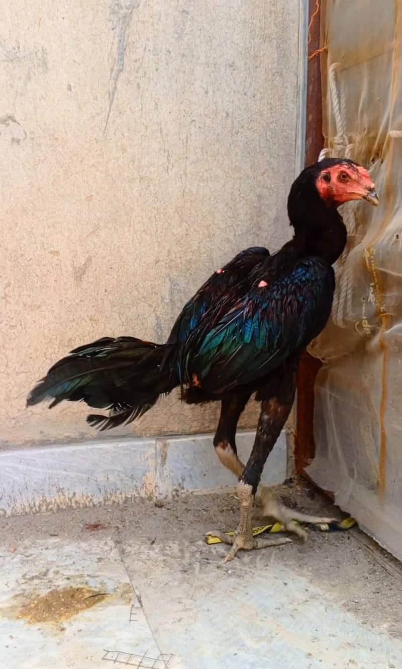 Panus Pakoye Patha 3