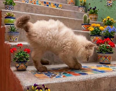Himalayan kitten