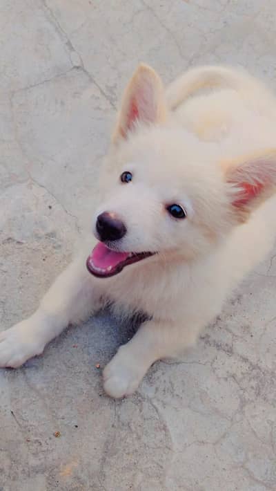 Pomeranian off white puppy 3 months female