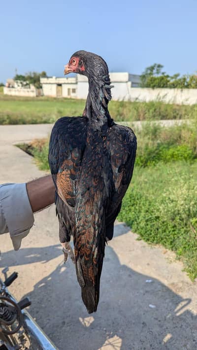 Mushki Lakhi madi Forsale