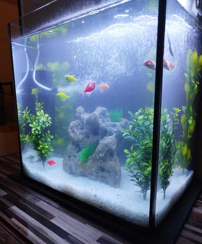 Aquarium Tank 1.5ft x 1.5ft x 1ft