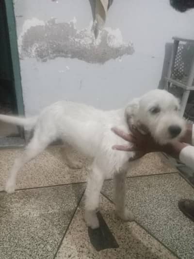 Russian poodle