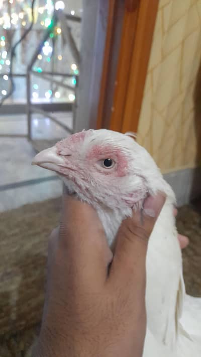hera madi For sale