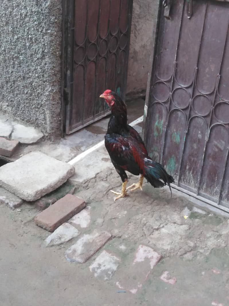Aseel murga 0
