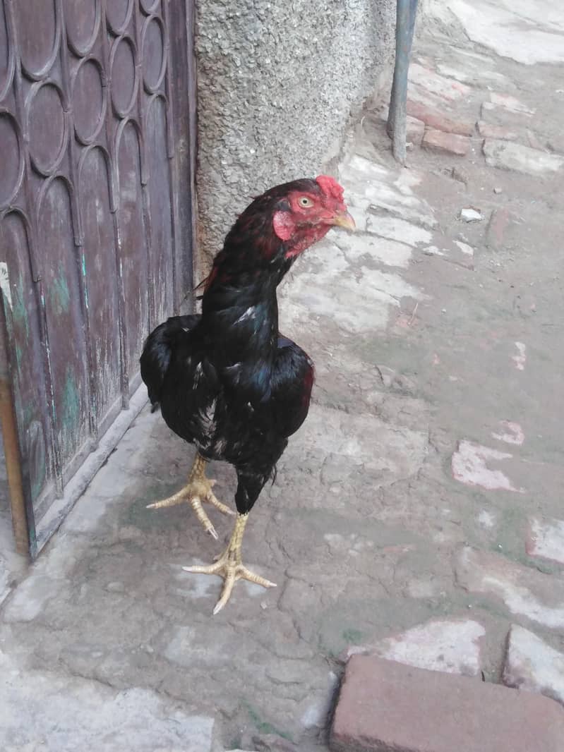 Aseel murga 1