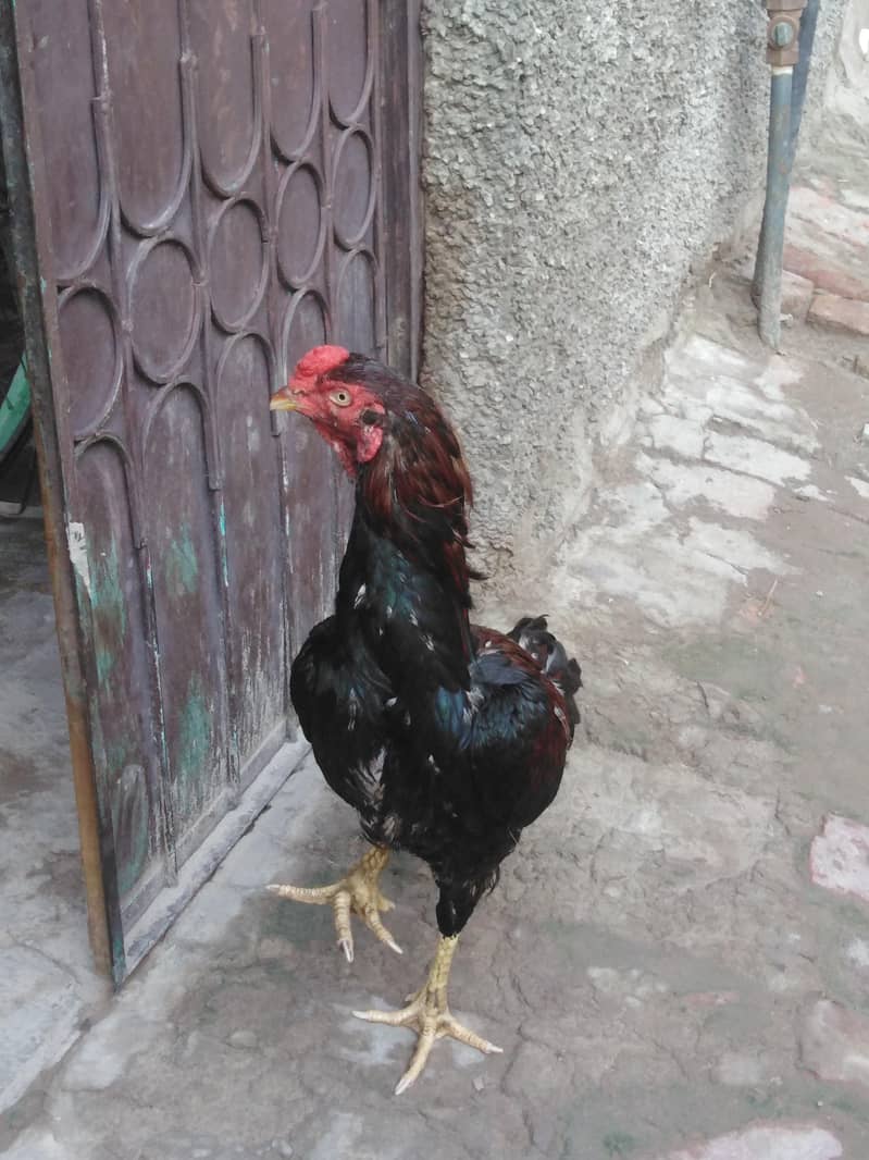 Aseel murga 2