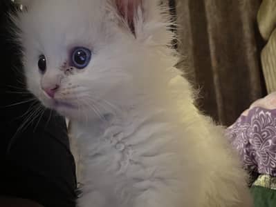 long coated persian kitten