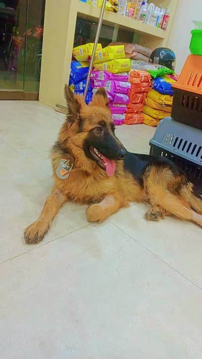 Pure German Shepherd Female Puppy