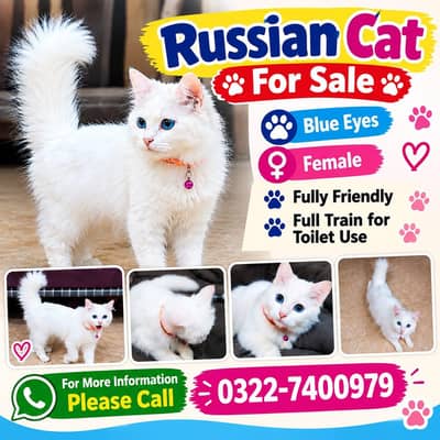Russian Female Cat