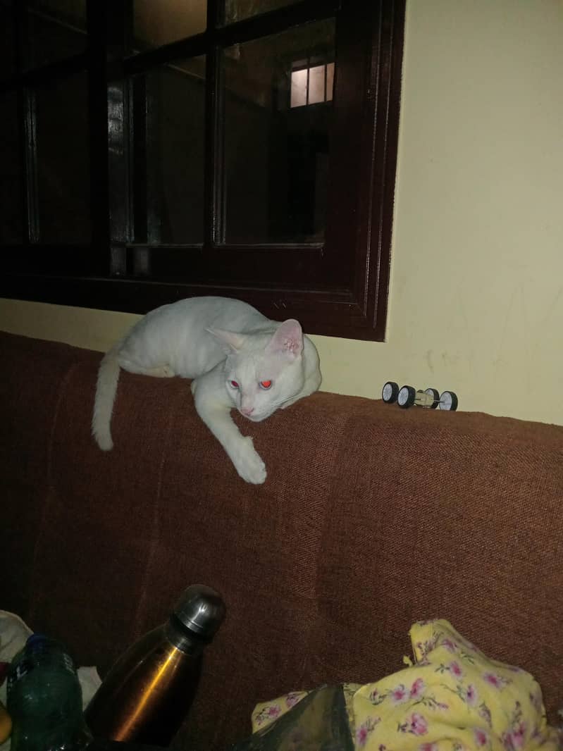 kitty 0