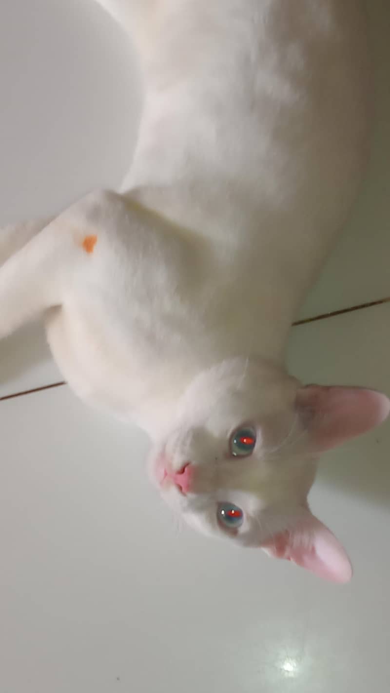 kitty 1