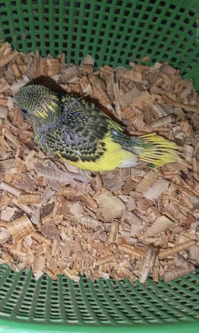Beautiful Budgie's Chicks For tame